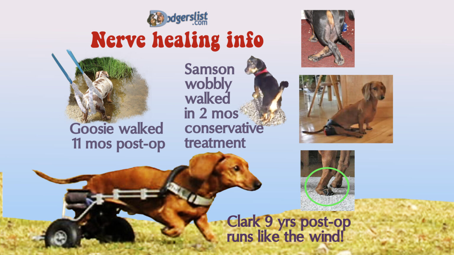 Prev Dog back pain disc disease – IVDD
