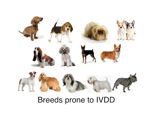 Breeds prone to IVDD - caution with dental anesthesia